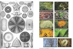 On the Necessity of Gardening: An ABC of Art, Botany and Cultivation (Paperback)